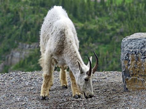 Mountain Goat In Glacier National Park Montana Photograph By Lyuba