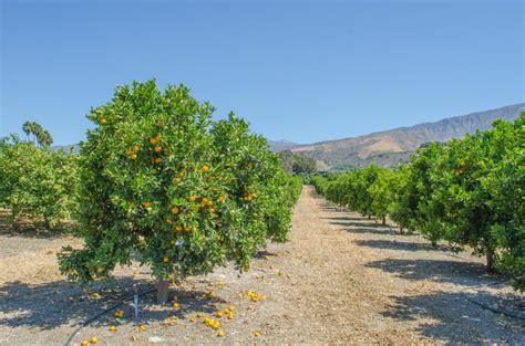 The Complex Path For New Citrus In California Citrus Industry Magazine