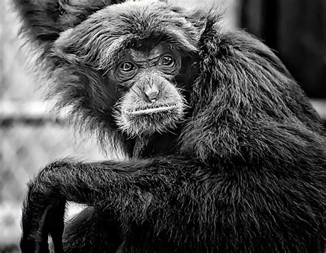 Monkey See Photograph By Karen Eubank Fine Art America