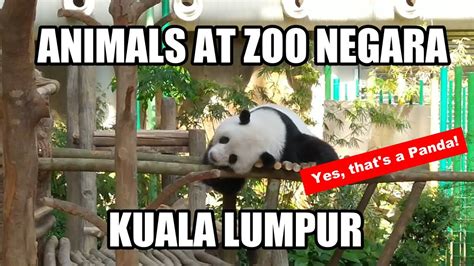 Haiwan terancam di dunia wikipedia. Haiwan-Haiwan di Zoo Negara | Animals at the National Zoo ...