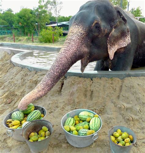 About african elephants and what do elephant eat in wildlife? Raju the crying elephant gets new home - NY Daily News