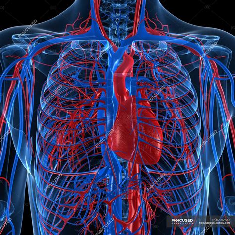 Circulatory System Arteries Veins Blood Vessels Stock Illustration