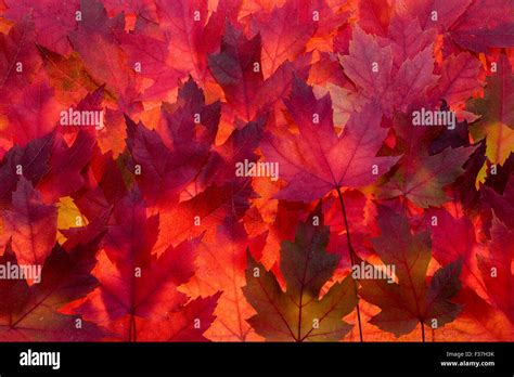 Red Maple Tree Foliage In Autumn Colors Background Stock Photo Alamy