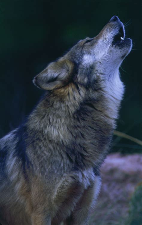 Does Imperiled Mexican Gray Wolf Belong In Utah No Way 4 States Say