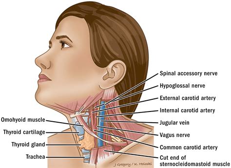 Learn more about skin anatomy at howstuffworks. Neck anatomy - thyroid | THANC Guide