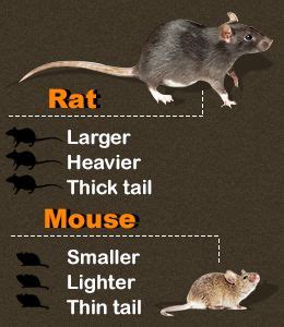 All of you have seen mice and rats at some point in time during your life. Difference between a rat and a mouse | Rats, Mouse rat ...