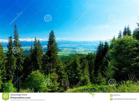 Beautiful Landscape Forest And Meadow And Lake With Mountain In