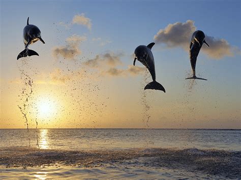 Bottlenose Dolphins Leaping Windows 10 Hd Wallpaper Preview