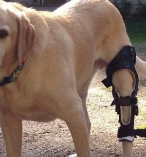 It's okay if your knee. Muscle Tear in Dogs | Pet Health