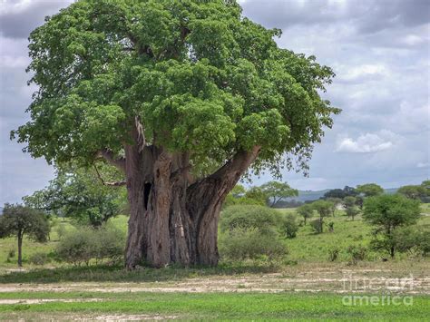 Lone Baobab Tree Adansonia Digitata C3 Photograph By Guy Sion Pixels