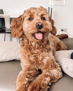 How much does a goldendoodle cost? How much does a Goldendoodle Cost? (2020 Guide) We Love ...