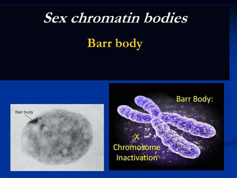 ppt sex chromatin bodies barr body powerpoint presentation free download id 850138