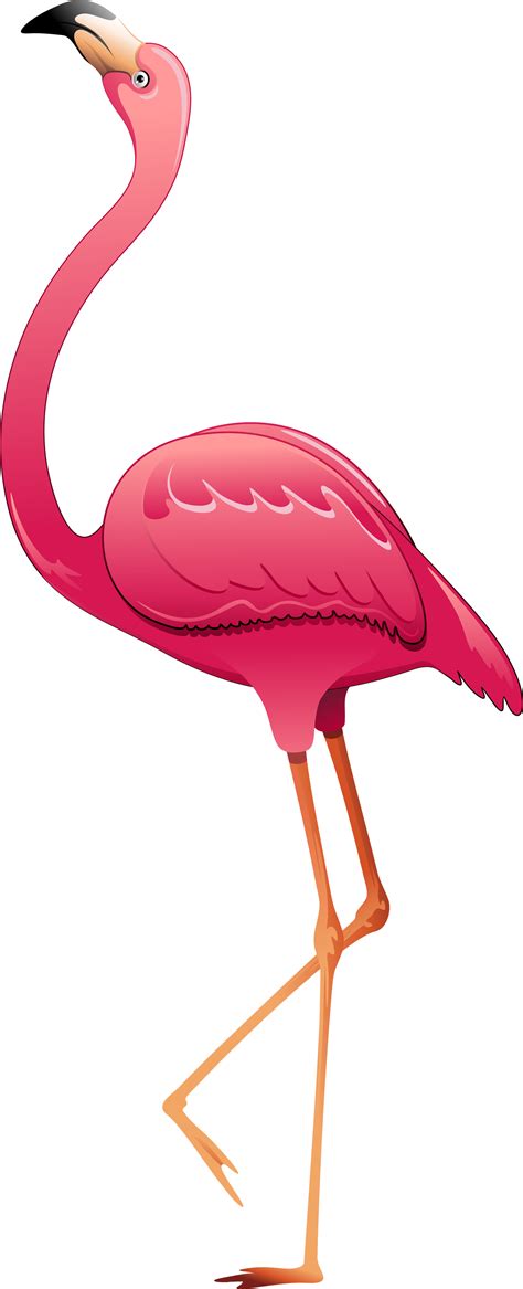 Imagem Pássaro Flamingo Png