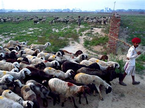 In Search Of Fresh Grazing These Nomads Herd Sheep Through High Rises