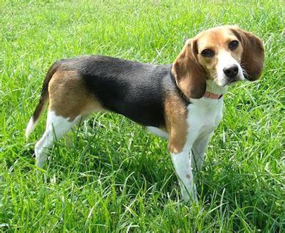 40+ Most Awesome Beagle Dog Photos And Images You can also check out beagle puppies for adoption with us.