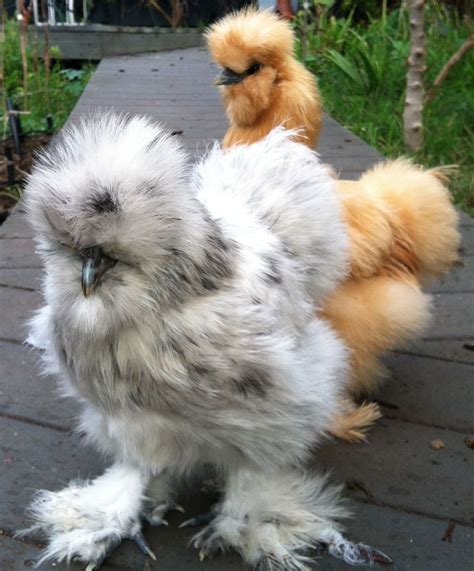 Hi Can Anyone Help Me Sex My Silkie Chickens