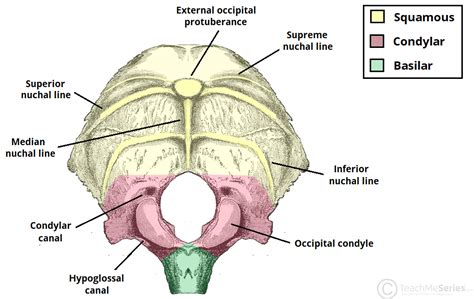 Occipital Bone By Asklepios Medical Atlas
