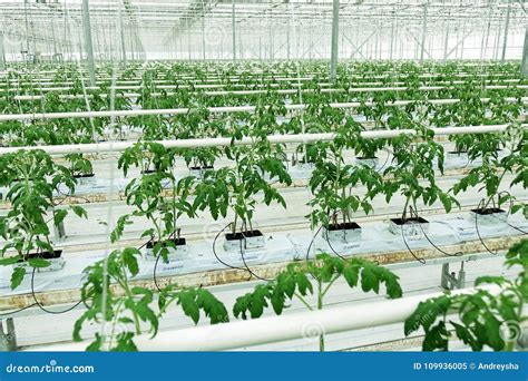 Growing Cucumbers In A Greenhouse Stock Image Image Of Indoors