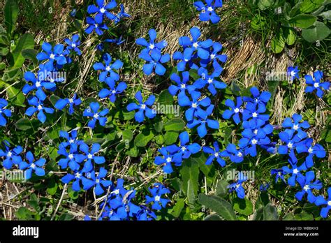 Spring Gentian Gentiana Verna Flowering Switzerland Stock Photo Alamy