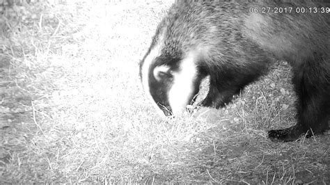Badger Digging A Typical Snuffle Hole Youtube