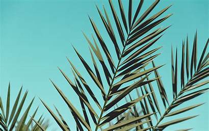 Leaves Palm Sunlight 4k Wallpapers Trees Macbook