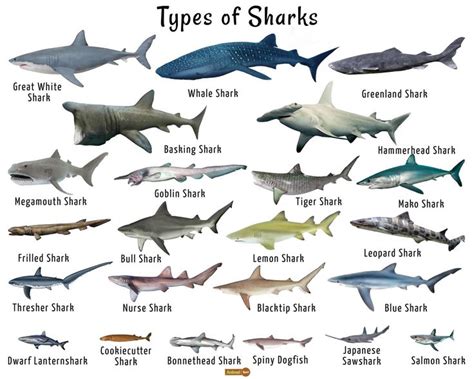23 Types Of Sharks Shark Facts Types Of Sharks Species Of Sharks