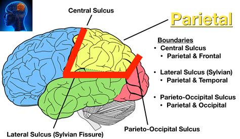 Lobes Of The Brain Cerebral Cortex Anatomy Function Labeled Diagram — Ezmed