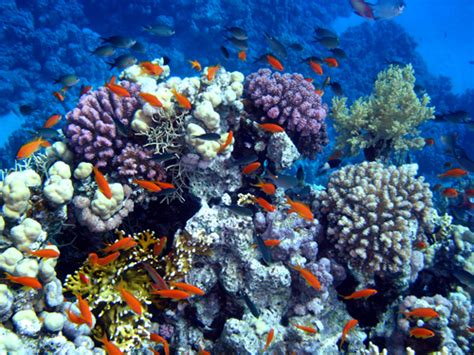 Arrecifes De Coral De Costa Rica Beneficios Económicos Y Naturales En