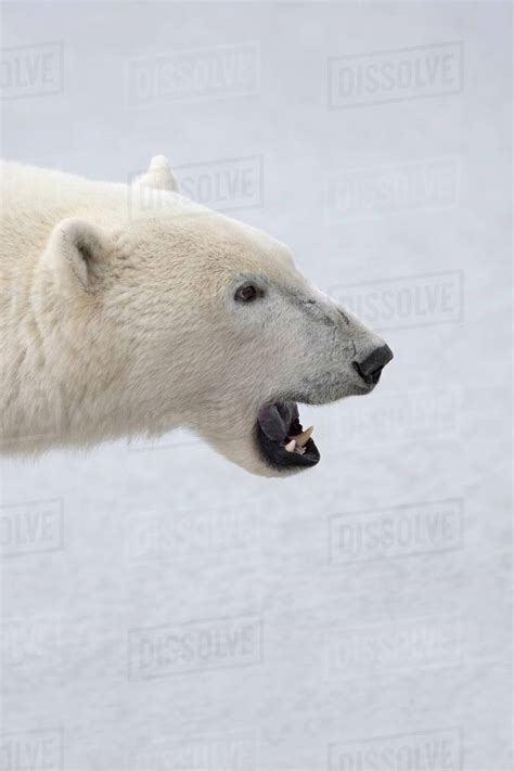 Polar Bear Ursus Maritimus With His Fierce Mouth Open And Ready To