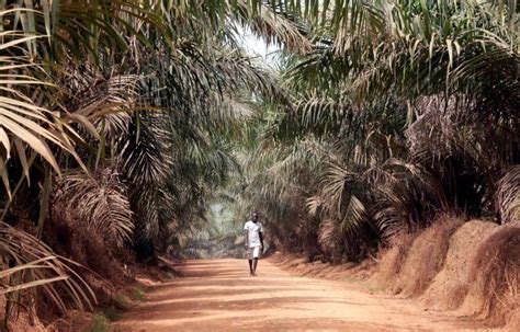 Recent executive movements at sime darby plantation. Sime Darby Plantation considers exiting West Africa palm ...