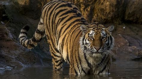 Картинки Тигры Большие кошки воде Взгляд Животные 1920x1080