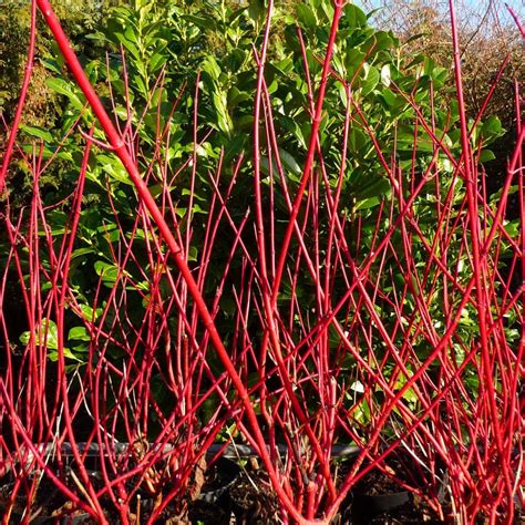 Red Twig Dogwoods Add Winter Color To Your Landscape Artofit