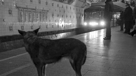 Russia Stray Dogs Master Complex Moscow Subway System Abc News