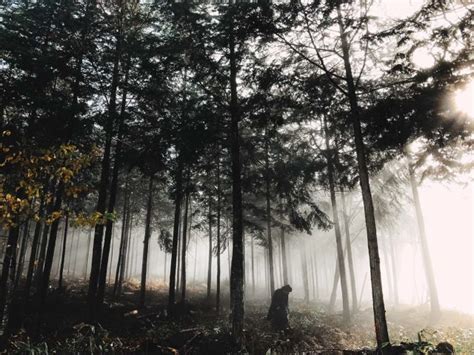 7 Tips For Wonderful Forest Photography On Iphone