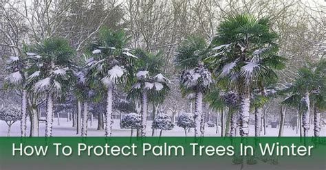 How To Protect Palm Trees In Winter And Prevent Freezing Embracegardening