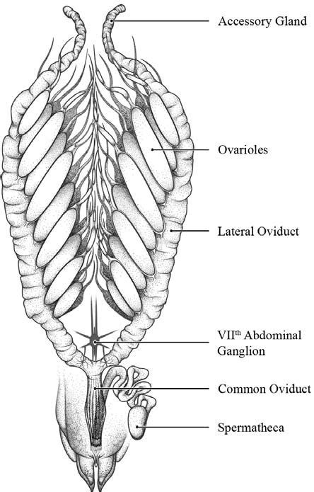 Schematic Diagram Of The Ventral View Of The Female Reproductive System
