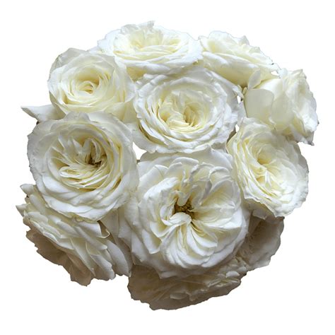 Alabaster White Garden Roses Flower Explosion Online
