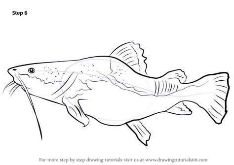 The book gives guidelines to the reader first observation and then translating them into paper. Learn How to Draw a Giant Catfish (Fishes) Step by Step ...