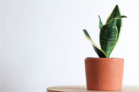 Make sure to keep all plants out of paws' reach. 10 Houseplants Safe For Cats • Insteading