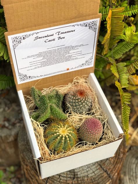 Succulent Treasures Succulent T Box Assorted Premium Cactus T Box