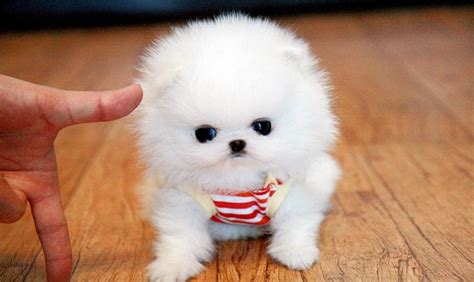 Browse our selection of toy and teacup puppies with delivery options available. Scotchi, it's a tea cup dog | Baby puppies, Baby dogs, Cutest puppy ever