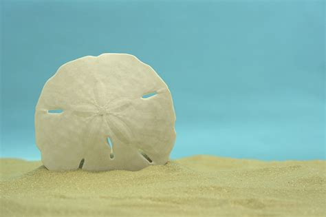 How To Bleach Sand Dollars Clean And Preserve Howto