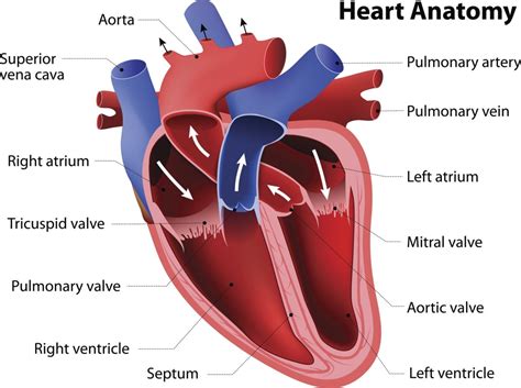 Draw A Labelled Diagram Of Internal Structure Of Human Heart And Porn