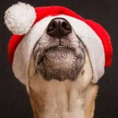 Dog Wearing Santa Hat Santa Claus Hat Santa Paws Funny Animals Cute