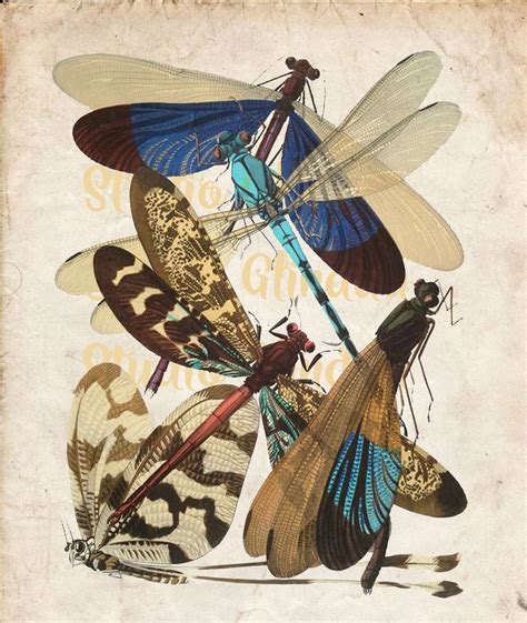 Vintage Dragonfly Print High Resolution Instant Download Wall Art