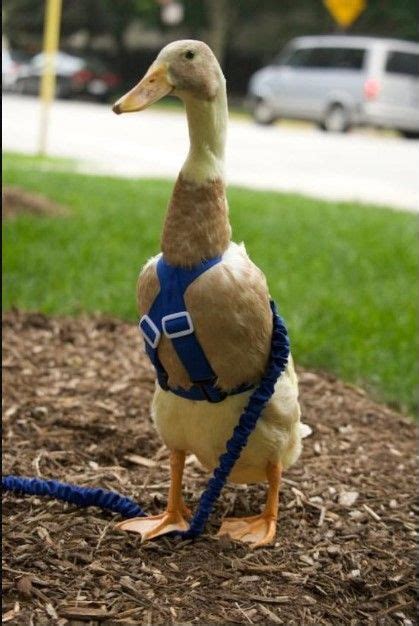 A Duck Wearing A Harness And Leash Standing On Top Of Mulch Next To A