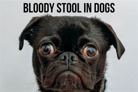 10 Causes Of Blood In Dog Poop And Common Treatments Pethelpful