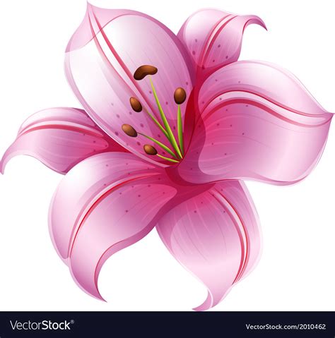 A pink lily flower Royalty Free Vector Image - VectorStock