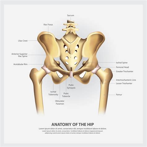 Human Anatomy Of The Hip Vector Illustration 2441356 Vector Art At Vecteezy