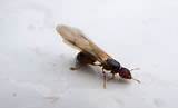 Pictures of Do Carpenter Ants Have Wings
